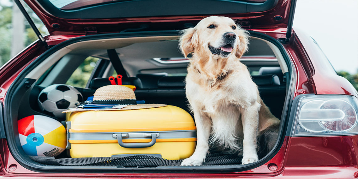 Car accessories for dogs best sale