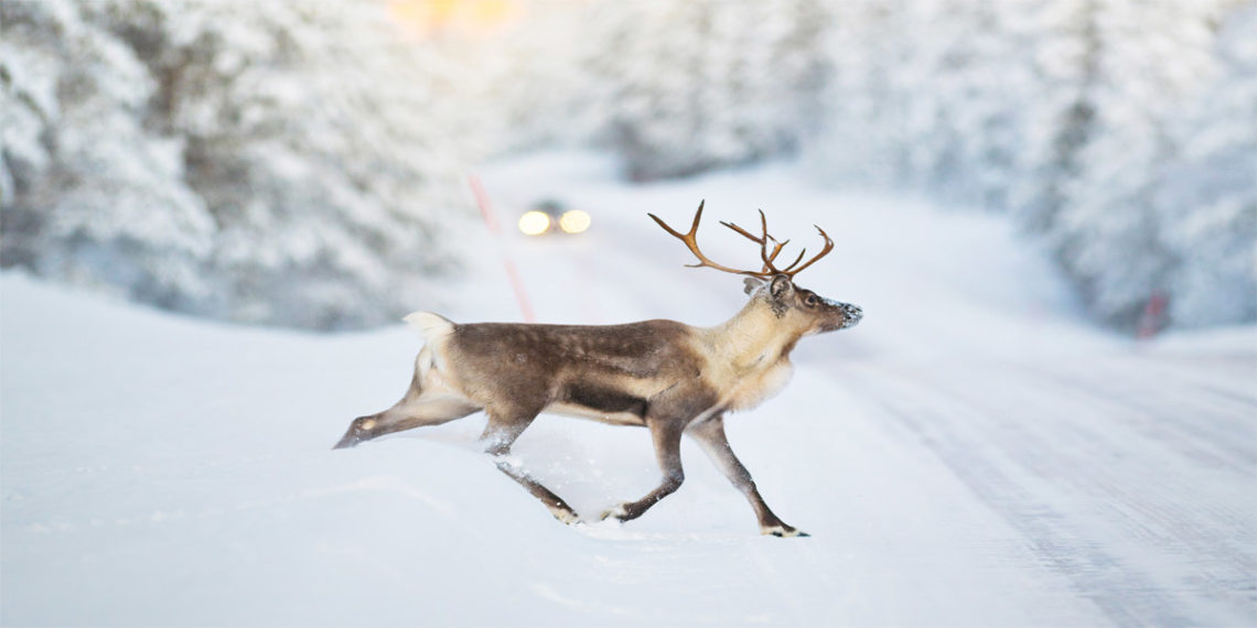 deer crossing snowy road with car coming