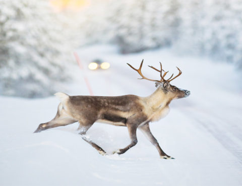 deer crossing snowy road with car coming