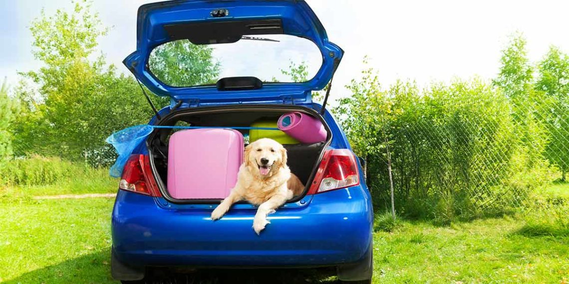 blue hatchback with several suitcases and a golden retriever in the trunk
